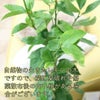レモンの木 7号 セラアートプラスチック
