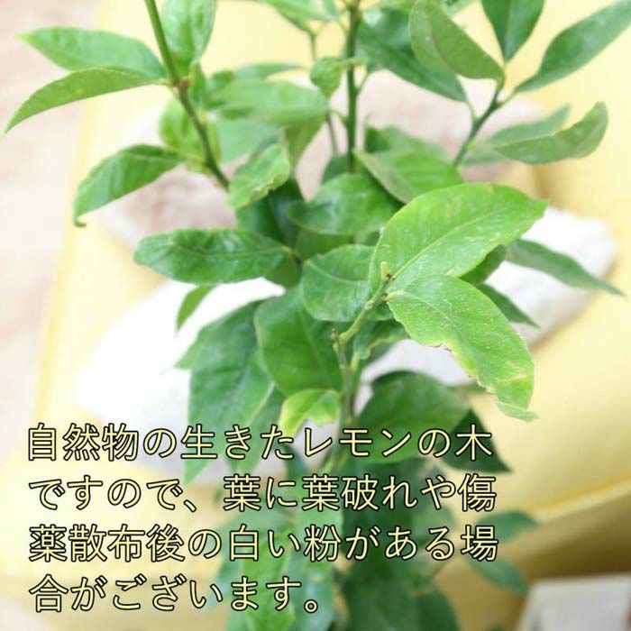 レモンの木 7号 セラアートプラスチック
