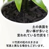 ナギの木 4号 土の表面 竹炭