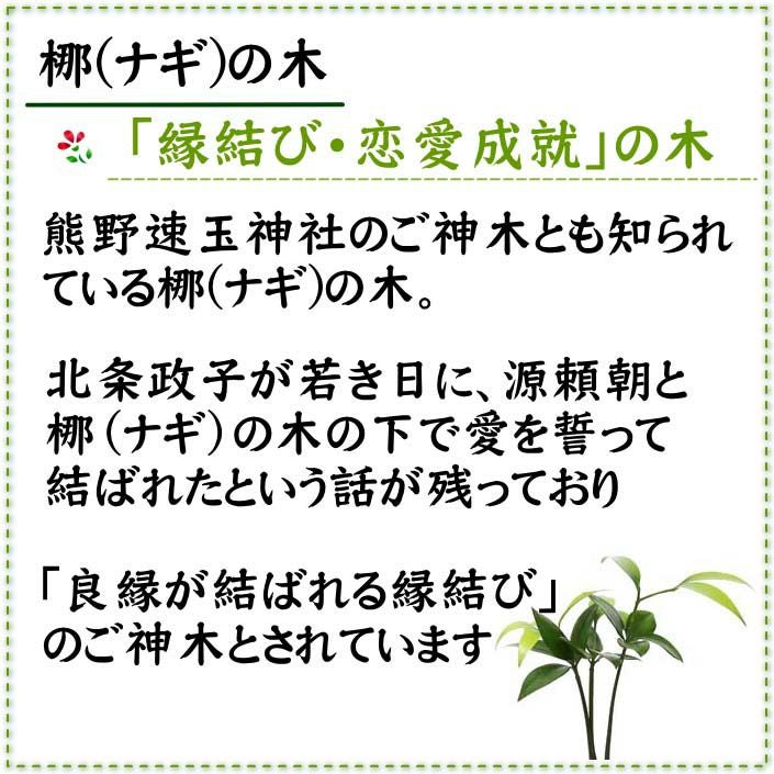 ナギの木
