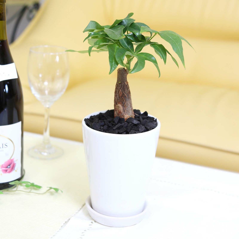 パキラ 4号 ホワイト陶器鉢 竹炭