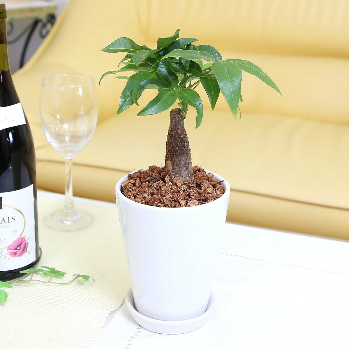 パキラ 4号 ホワイト陶器鉢 ウッドチップ