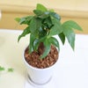 パキラ 4号 ホワイト陶器鉢 ウッドチップ